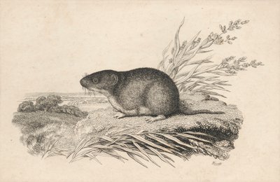 Bisamratte von Samuel Howitt
