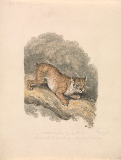 Nordamerikanischer Luchs von Samuel Howitt