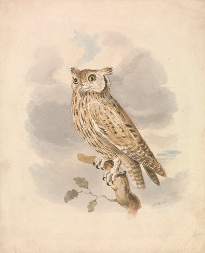 Zwergohreule von Samuel Howitt