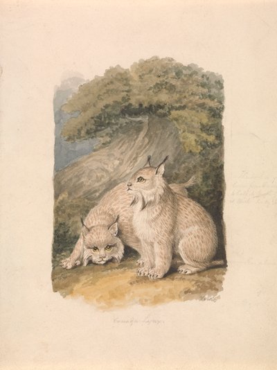 Der Kanada-Luchs aus dem Leben von Samuel Howitt