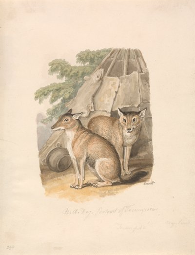 Zwei Huskies von Samuel Howitt