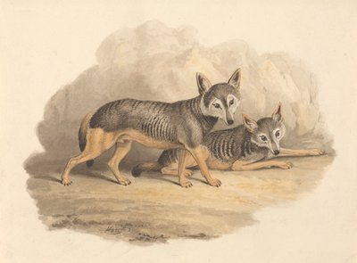 Zwei Hyänen von Samuel Howitt