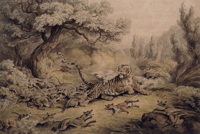 Wilde Hunde greifen einen Tiger an von Samuel Howitt