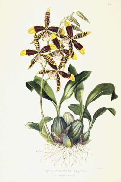 Odontoglossom Grande, ca. 1837-1843 von Miss Drake