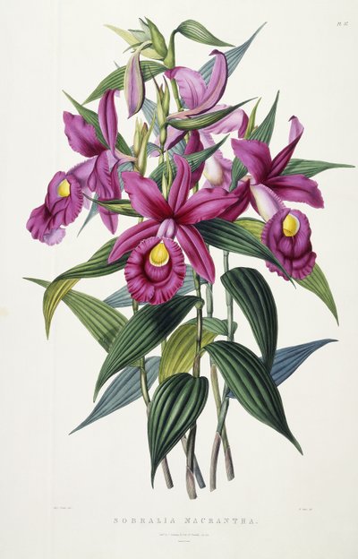 Sobralia Macrantha, ca. 1837-43 von Miss Drake