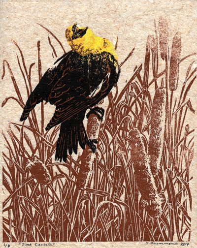 Rohrkolben-Kantate, 2017 von Sarah Drummond