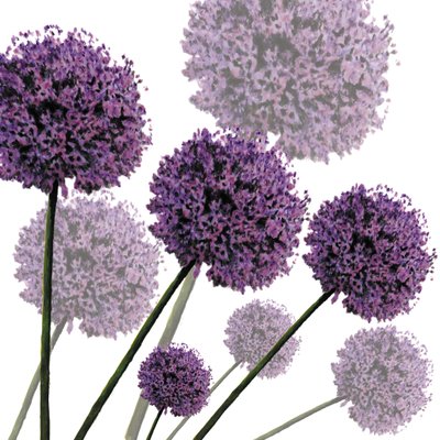 Allium Fernandez, 2004 von Sarah Hough