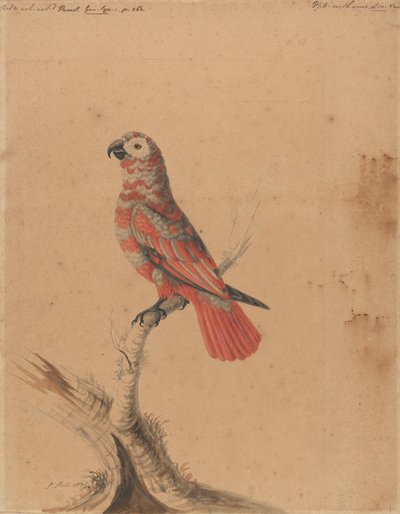 Ein roter Papagei von Sarah Stone