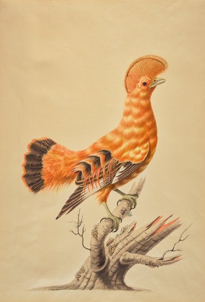 Rupicola Rupicola von Sarah Stone