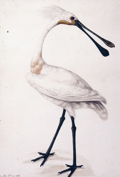 Löffler, 1777 von Sarah Stone