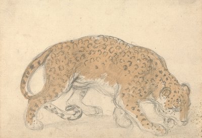 Studie eines Leoparden von Sawrey Gilpin
