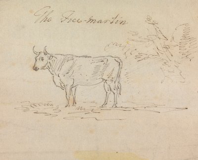 Der Freimartin von Sawrey Gilpin