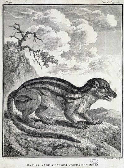 Indische Schwarzstreifen-Wildkatze von School French
