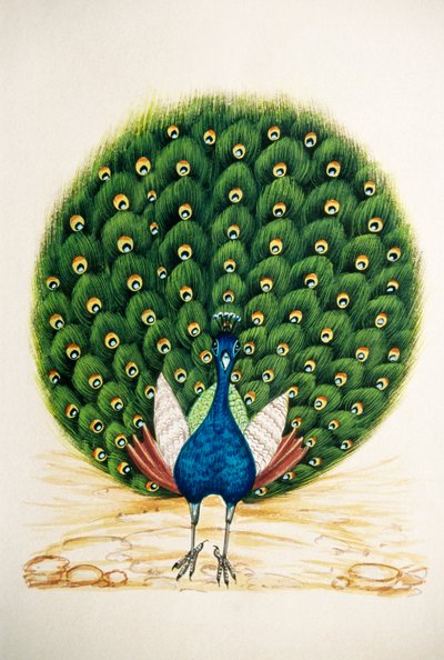 Miniaturmalerei auf Seide Pfau von School Indian