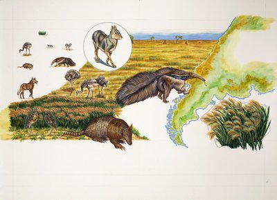 Argentinien, die Pampas (Farblithografie) von School Italian