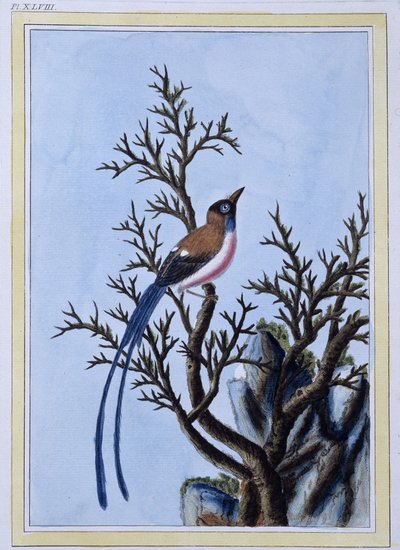 Vogel - Japanischer Druck von Japanese School
