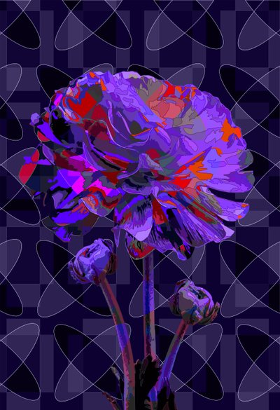 Nelke, 2019 von Scott J. Davis
