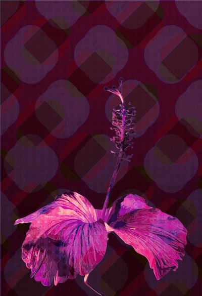 Hibiskus, 2019 von Scott J. Davis