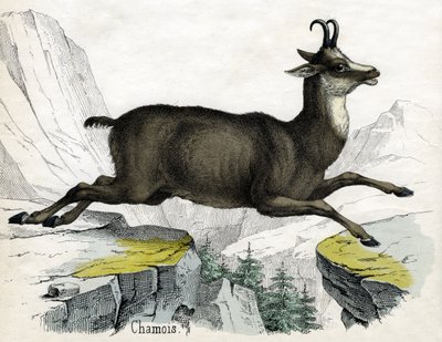 Antiker Druck eines Gämse von Scottish School