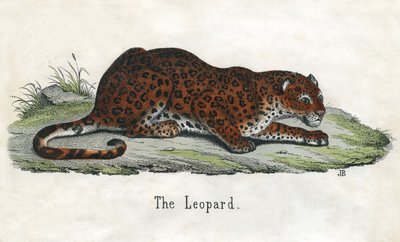 Antiker Druck eines afrikanischen Leoparden von Scottish School