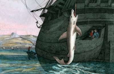 Großer Weißer Hai im Meer gefangen von Scottish School