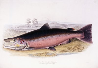 Salmo Salar von Scottish School