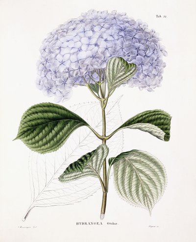 Hortensie Ottaksa, ca. 1835-70 von Sebastian Minsinger