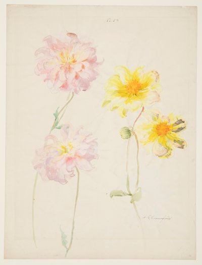 Studie von Dahlien von Sophia L. Crownfield