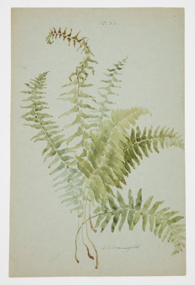 Studie eines Farns von Sophia L. Crownfield