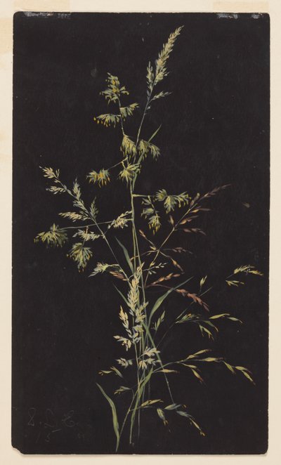 Studie von Gras im Samen von Sophia L. Crownfield