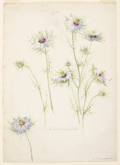 Studie von Jungfer im Grünen von Sophia L. Crownfield