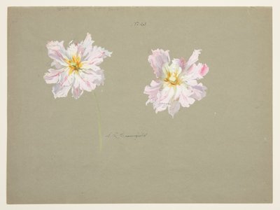 Studie von blassrosa Pfingstrosen von Sophia L. Crownfield