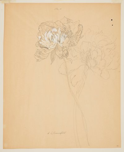 Studie von Pfingstrosen von Sophia L. Crownfield