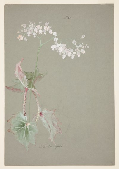 Studie einer rosa Begonie von Sophia L. Crownfield
