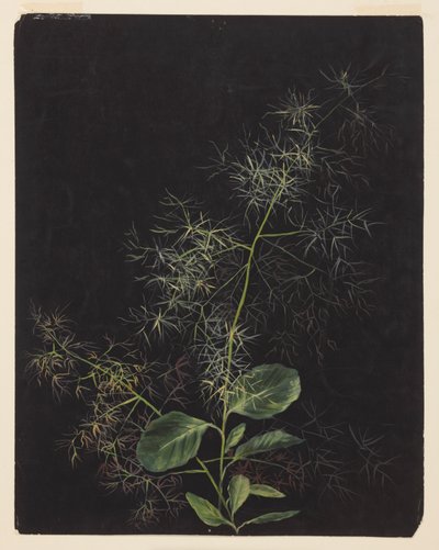 Studie einer Pflanze, möglicherweise Büschelhaargras von Sophia L. Crownfield