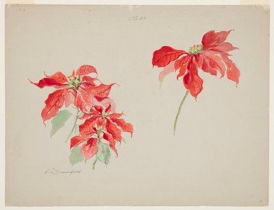 Studie von roten Weihnachtssternen von Sophia L. Crownfield