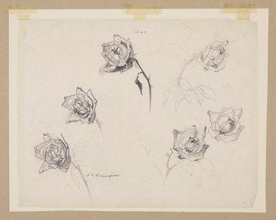 Studie von Rosen von Sophia L. Crownfield