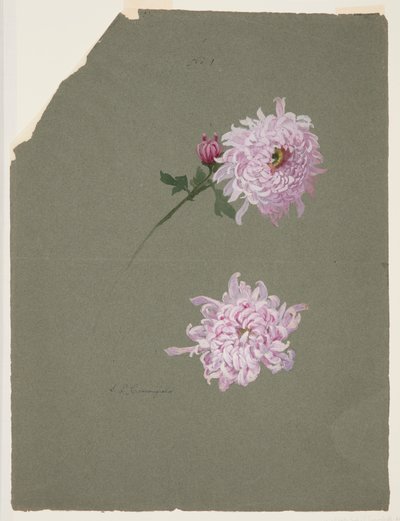 Zwei Studien von violetten Chrysanthemen von Sophia L. Crownfield