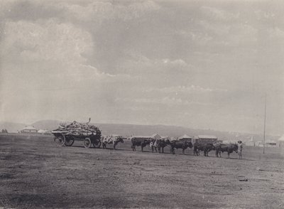 Ein Ochsenkarren (s/w Foto) von South African Photographer