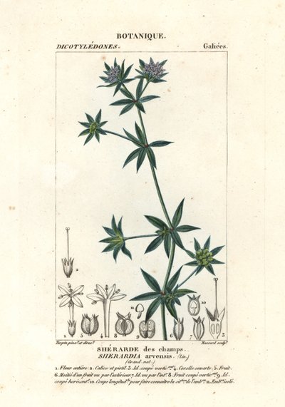 Acker-Röte, Sherardia arvensis von Stanghi Stanghi