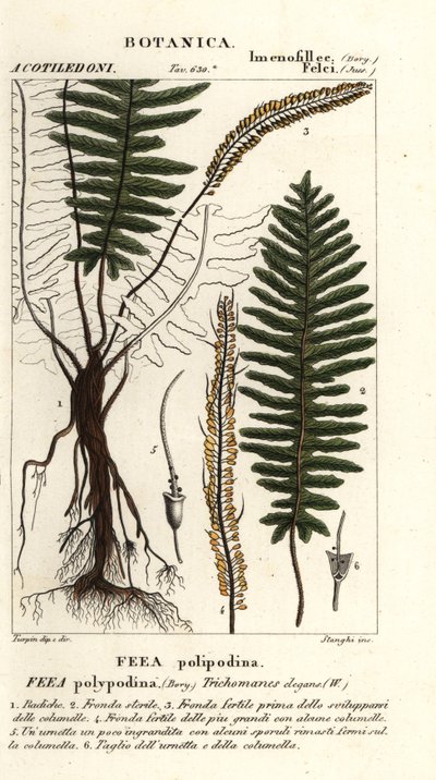 Borstfarn, Trichomanes elegans von Stanghi Stanghi