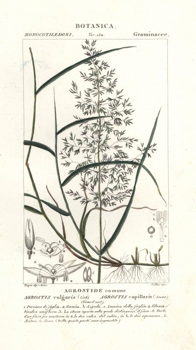 Gewöhnliches Rispengras, Agrostis capillaris von Stanghi Stanghi