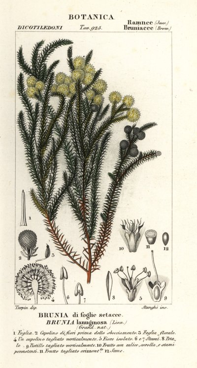 Gemeiner Baumwollstrauch, Berzelia lanuginosa von Stanghi Stanghi