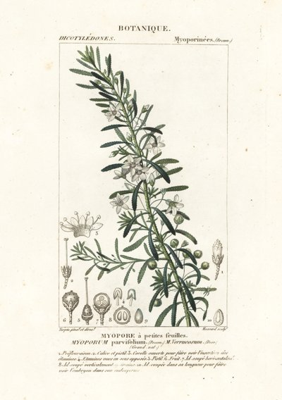 Kriechender Boobialla, Myoporum parvifolium von Stanghi Stanghi