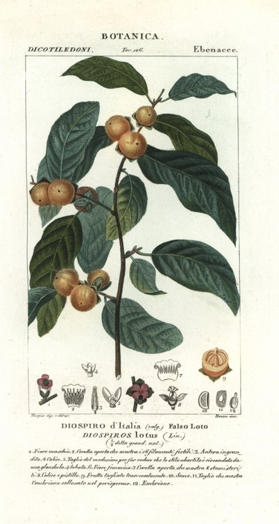 Dattelpflaume, Diospyros lotus von Stanghi Stanghi