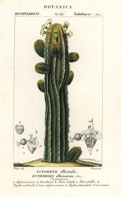 Euphorbia officinarum von Stanghi Stanghi