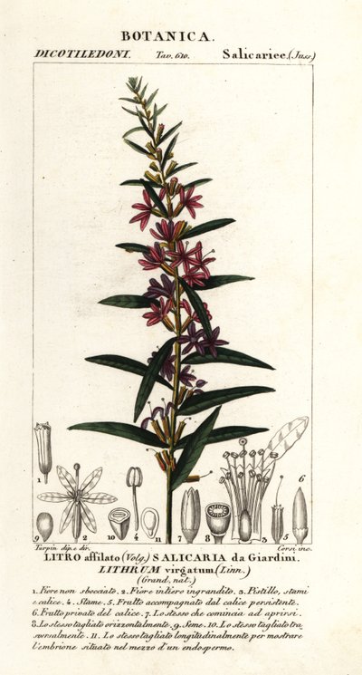 Europäische Blutweiderich, Lythrum virgatum von Stanghi Stanghi