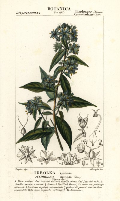 Falsches Geigenblatt, Hydrolea spinosa von Stanghi Stanghi