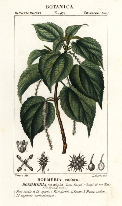 Falsche Brennnessel, Boehmeria caudata von Stanghi Stanghi