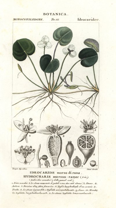 Froschbiss, Hydrocharis morsus-ranae von Stanghi Stanghi